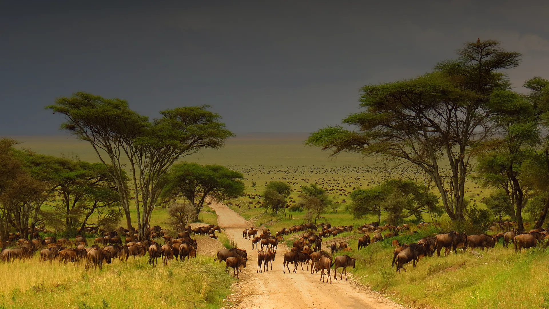 Wildebeest herd migrating on savanna road.