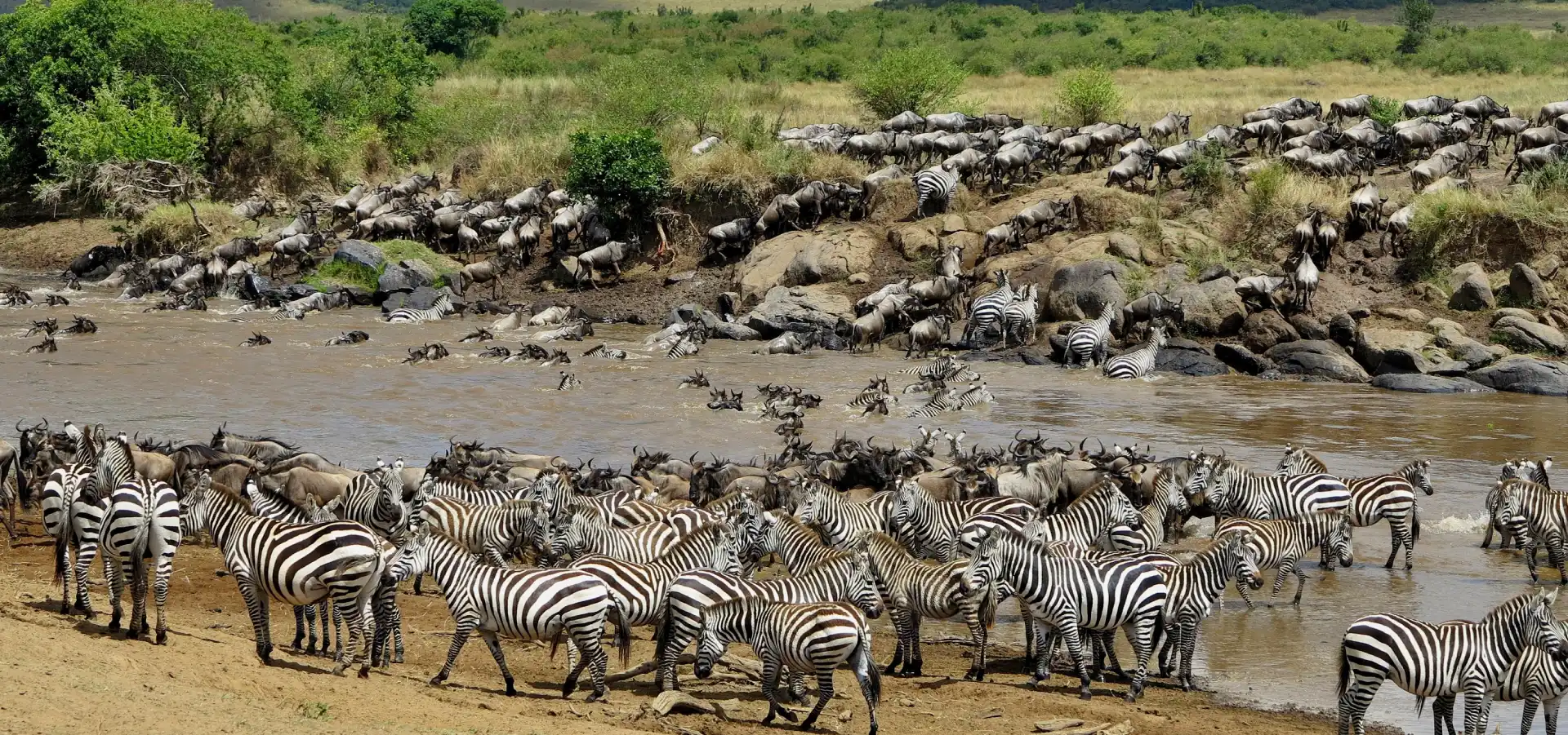 Zebras and wildebeest river crossing. Great African Safari