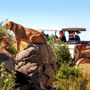 Lionesses on rock near safari vehicle.