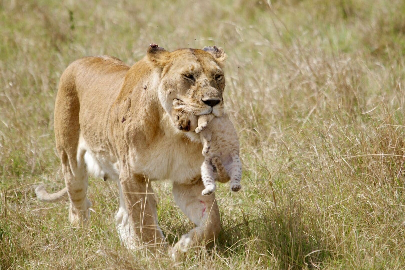 A mother lion gently carrying her newborn cub in her mouth to a new den during a wildlife safari with Great African Safari