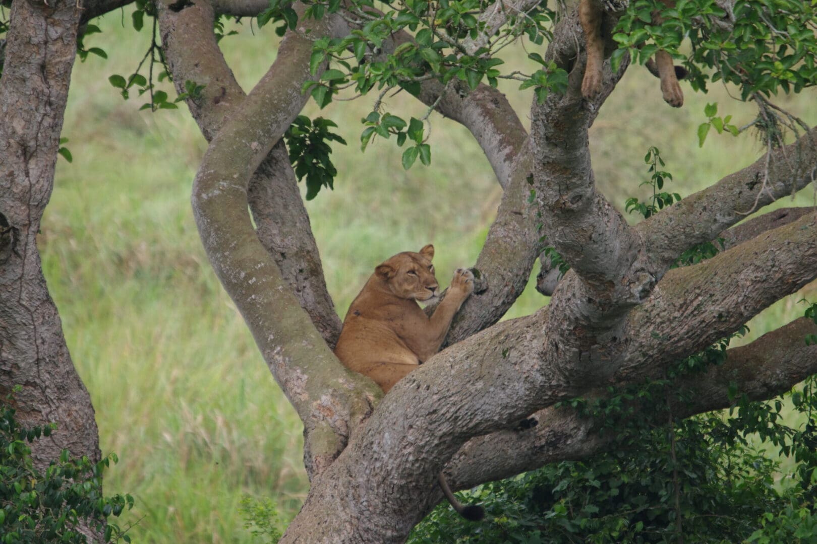 A lioness perched in a tree in Queen Elizabeth National Park, Uganda, part of a famous pride of tree-climbing lions during a safari with Great African Safari