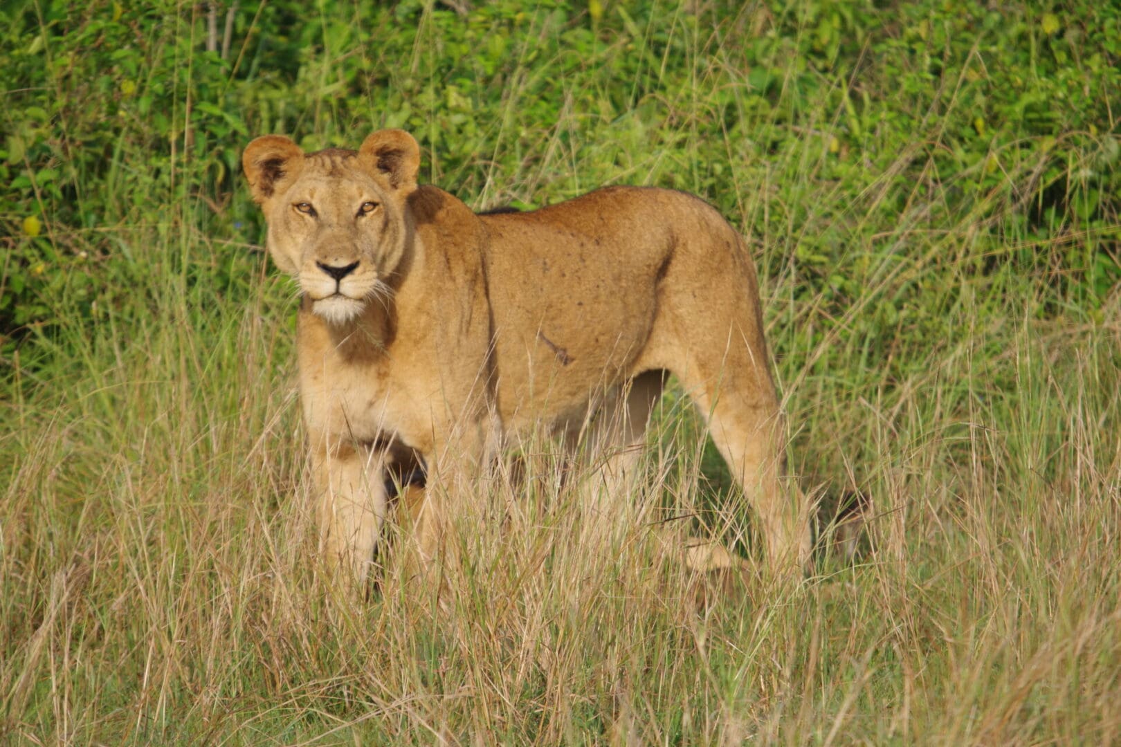 A majestic female lion standing in Queen Elizabeth National Park, Uganda during a wildlife safari with Great African Safari