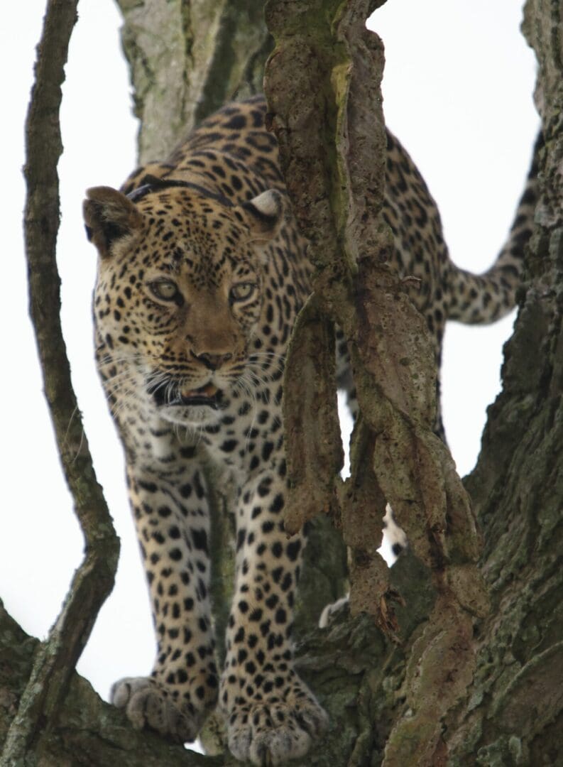 A beautiful female leopard named Grace standing in a tree in Queen Elizabeth National Park, Uganda during a wildlife safari with Great African Safari