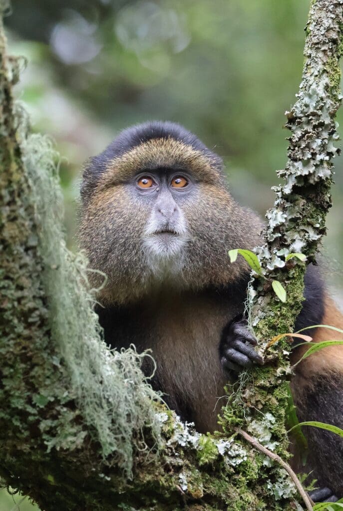 A close-up of a Golden Monkey, endemic to the Virunga Mountains, in Uganda during a wildlife safari with Great African Safari