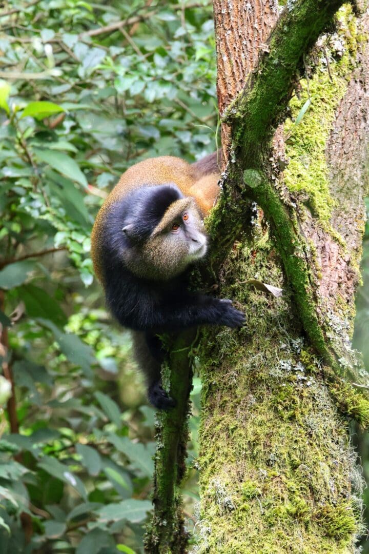 A Golden Monkey climbing a tree in Uganda, endemic to the Virunga Mountains, during a wildlife safari with Great African Safari