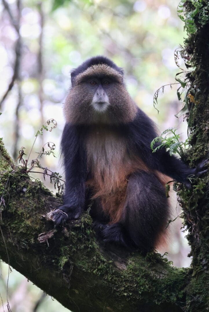 Golden Monkey, endemic to the Virunga Mountains, in Uganda during a wildlife safari with Great African Safari