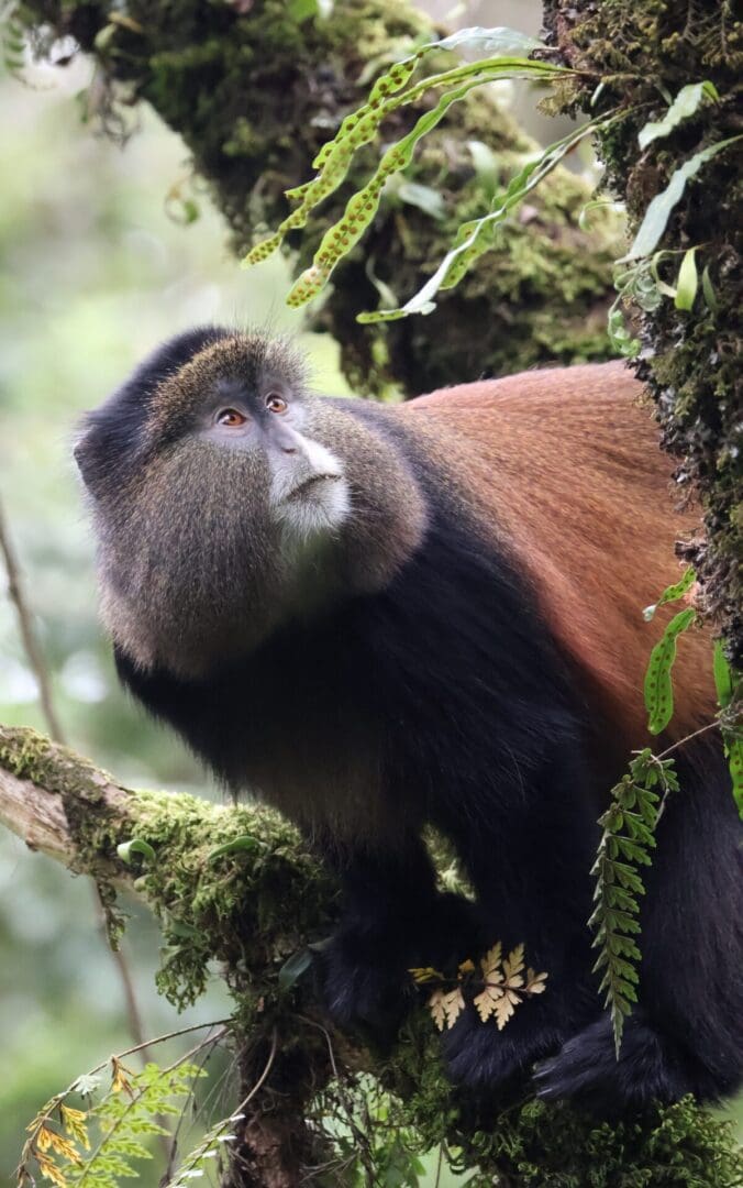 A Golden Monkey climbing in a tree in Uganda, endemic to the Virunga Mountains, during a wildlife safari with Great African Safari