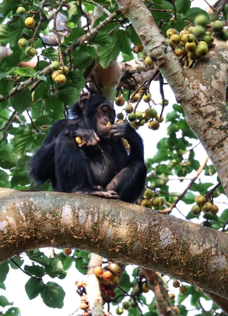 A playful juvenile chimpanzee enjoys eating figs in a tree in Kibale National Park, Uganda during a safari with Great African Safari.