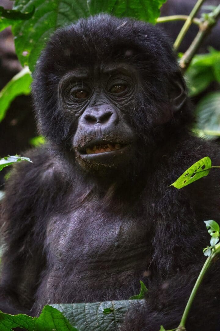 A juvenile gorilla in Bwindi Impenetrable National Park, Uganda during a wildlife safari with Great African Safari