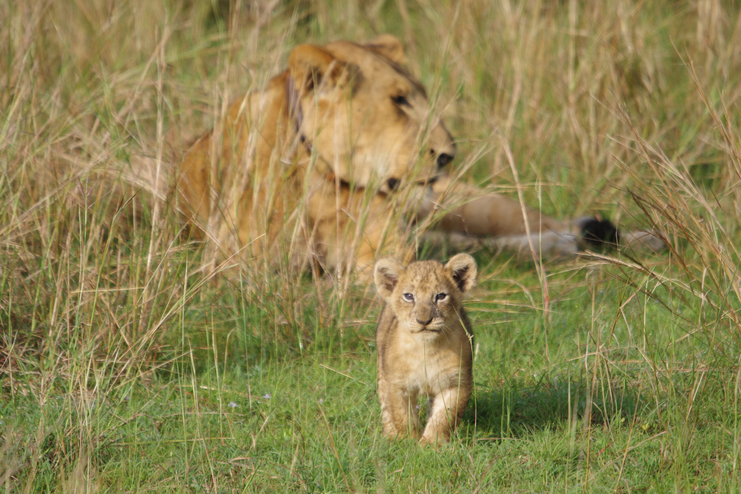 Lion cub walking toward camera with lioness resting in tall grass on an African safari