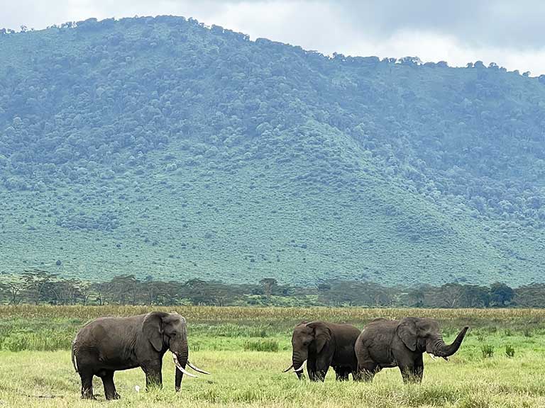 Three African elephants eating in the Ngorongoro Crater during a wildlife safari with Great African Safari