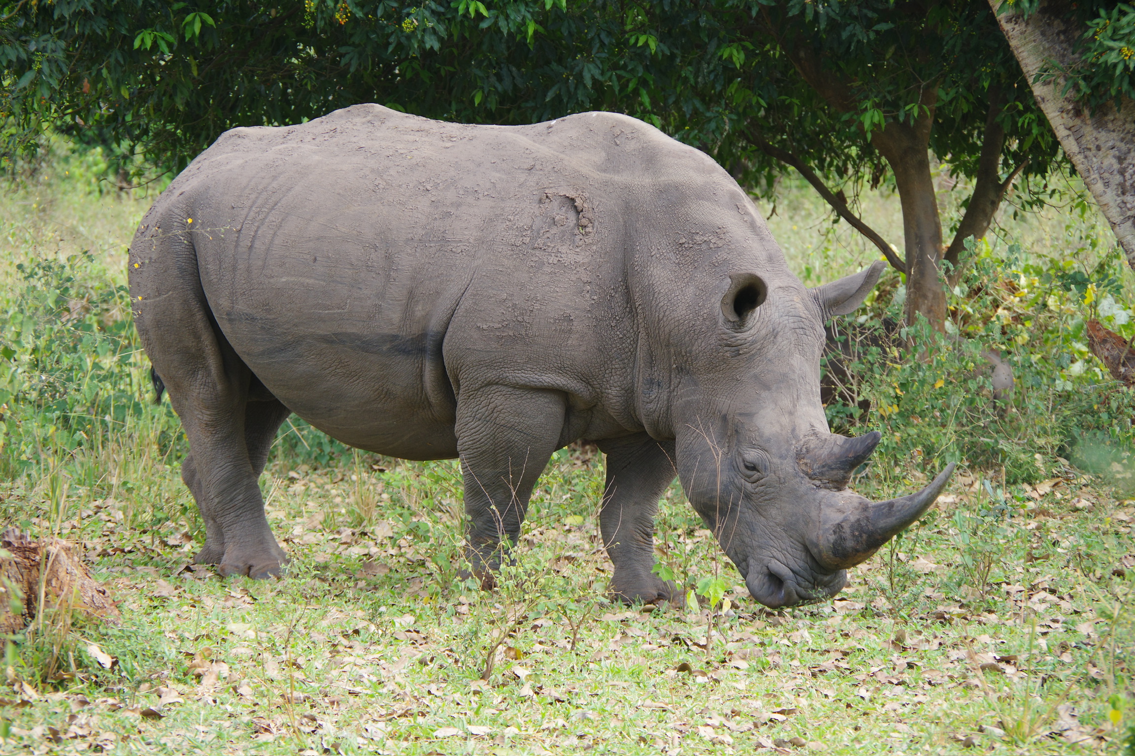 White Rhino - Ziwa Uganda -Great African Safari