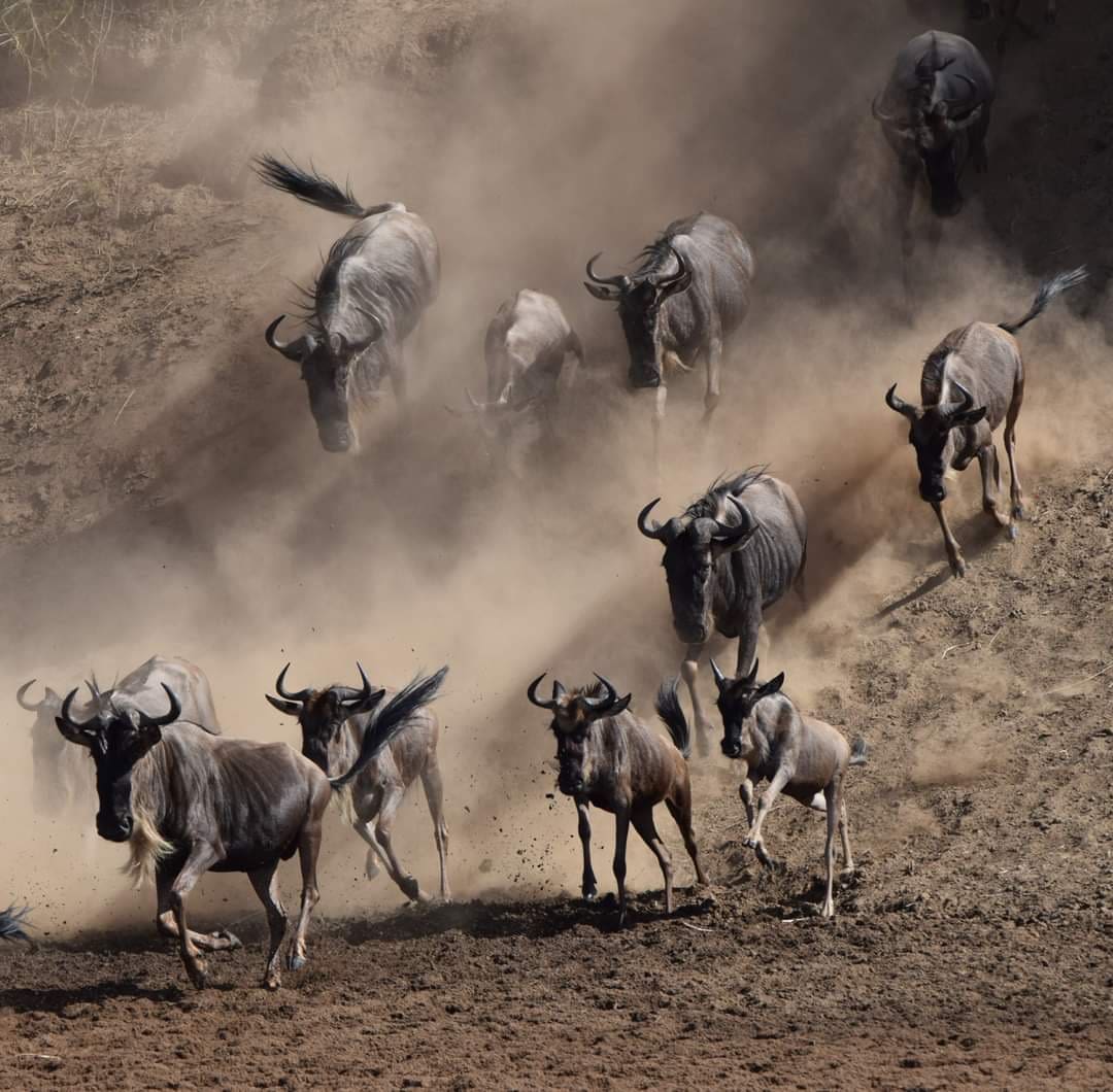 A dramatic view of the wildebeest migration, the largest overland migration on Earth, across the Serengeti, Tanzania during a wildlife safari with Great African Safari