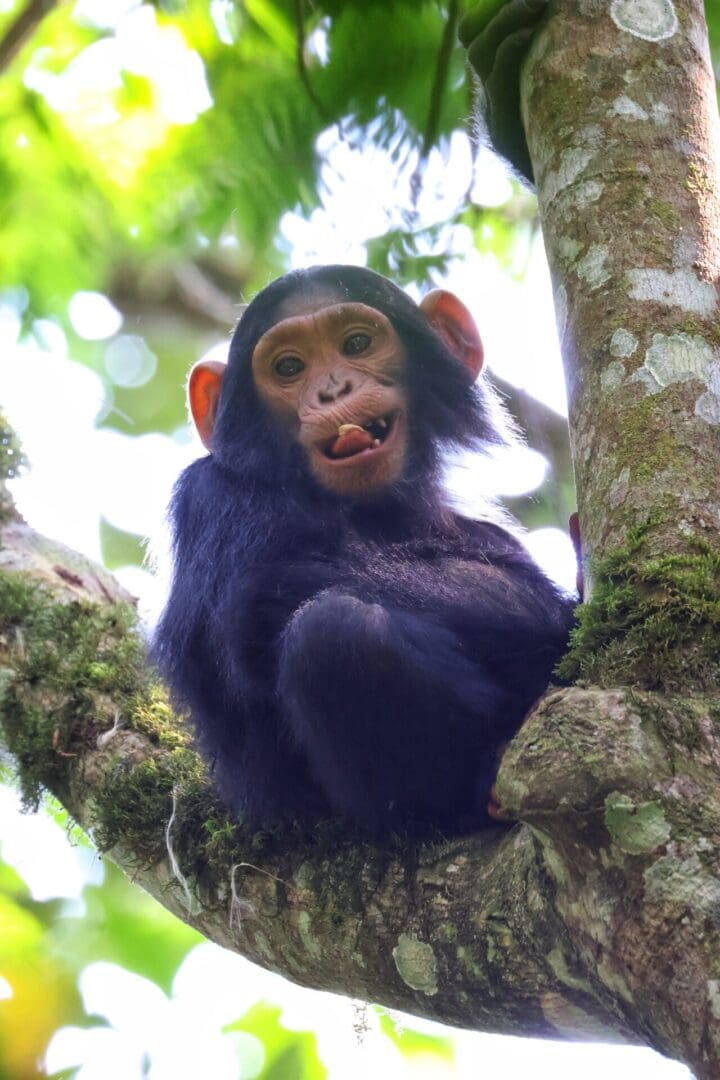 A juvenile monkey sits in a tree sticking its tongue out during a wildlife safari with Great African Safari