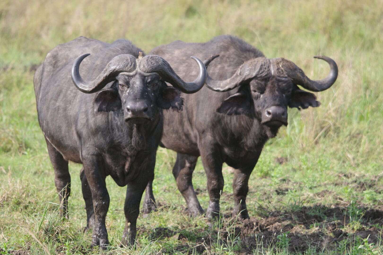 Two African buffalos in the Serengeti, Tanzania during a wildlife safari with Great African Safari, one of Africa’s Big Five