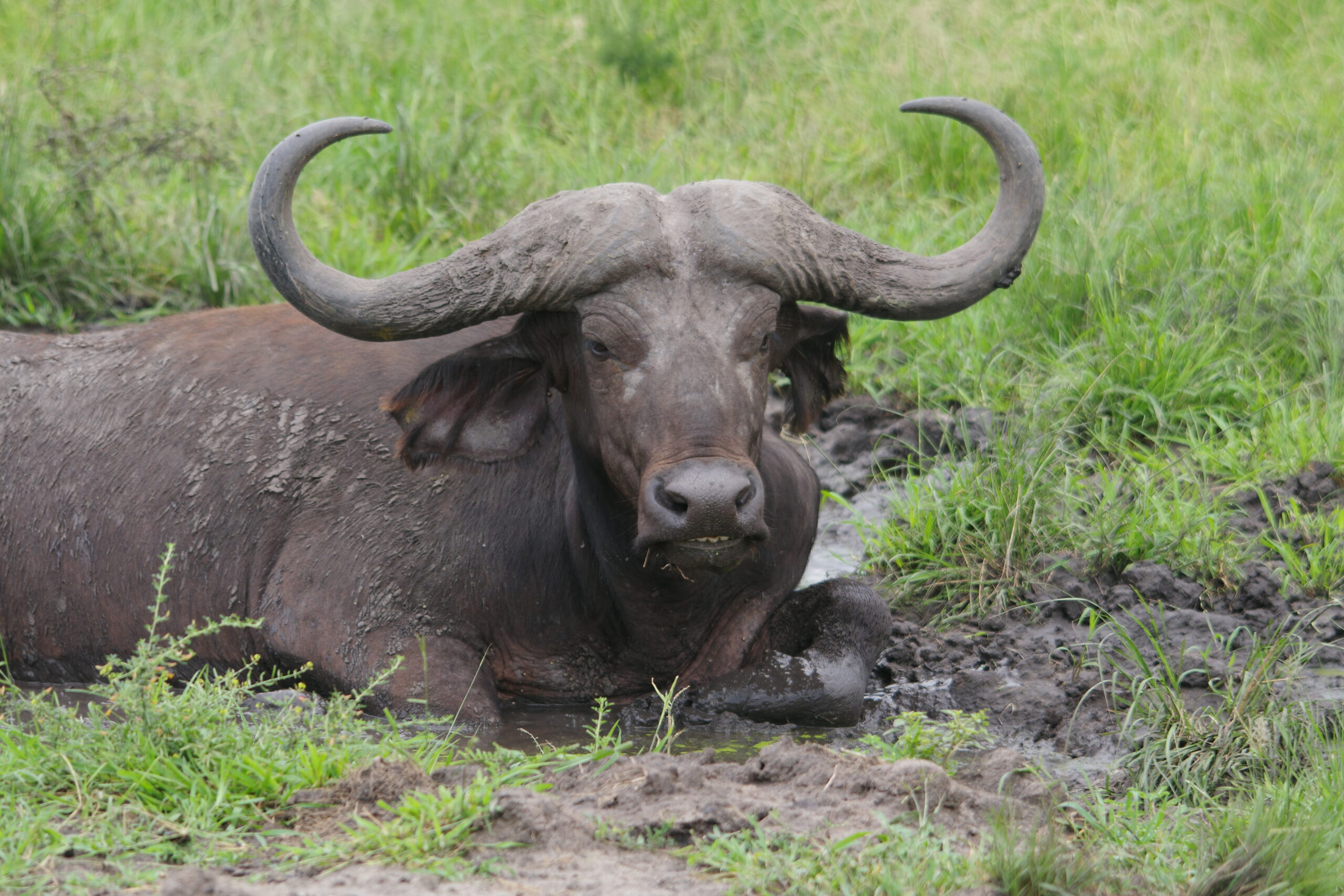 buffalo-queen-elizabeth-national-park-uganda-great african safari