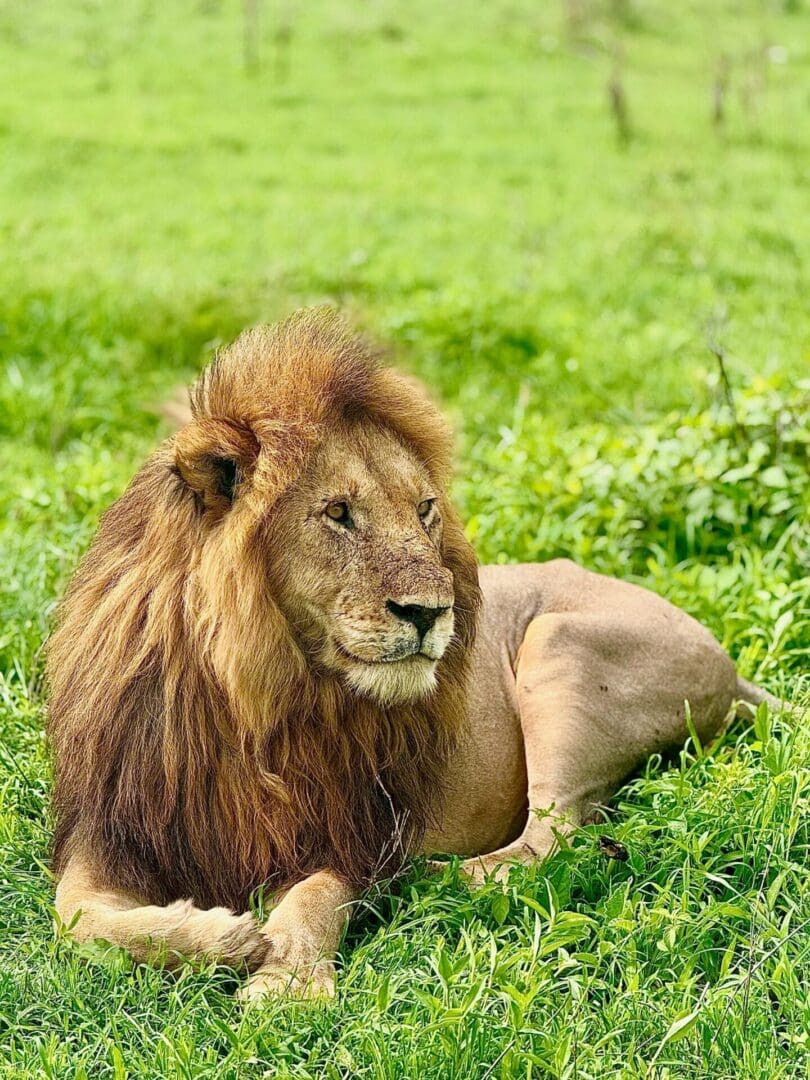 A majestic male lion with a beautiful mane sitting in the Ndutu Plains of the Ngorongoro Conservation Area during a wildlife safari with Great African Safari