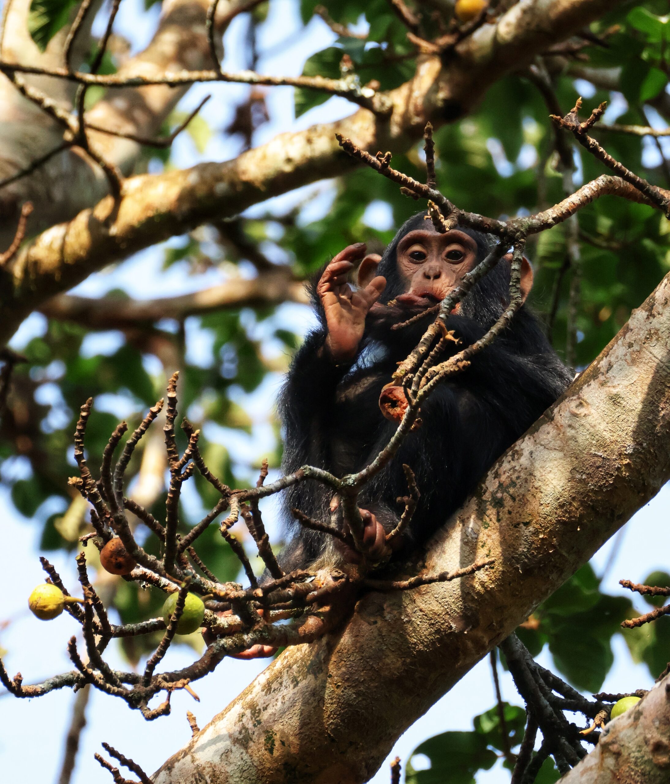 chimp-eating-kibale-uganda-great-african-safari