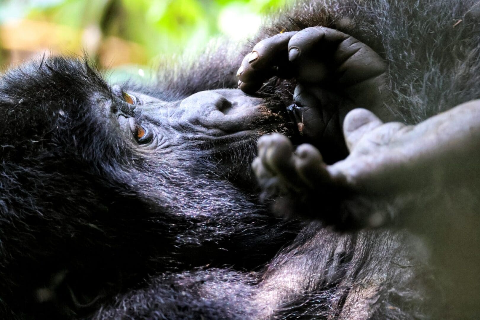A young gorilla sucking its thumb in Bwindi Impenetrable National Park, Uganda, showing human-like behavior during a wildlife safari with Great African Safari