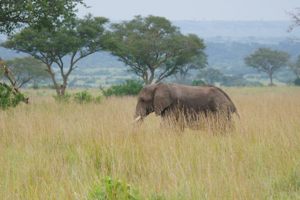 A lone elephant walks through the tall grass in Tarangire National Park, Tanzania during a wildlife safari with Great African Safari