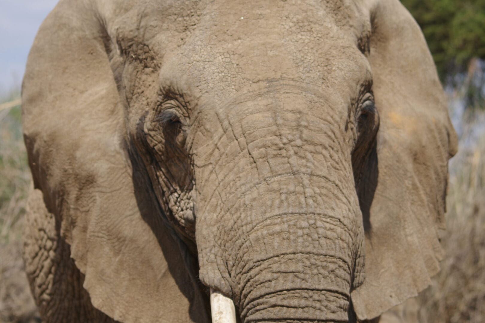 Close-up portrait of an African elephant on safari in East Africa photographed during a wildlife safari with Great African Safari.