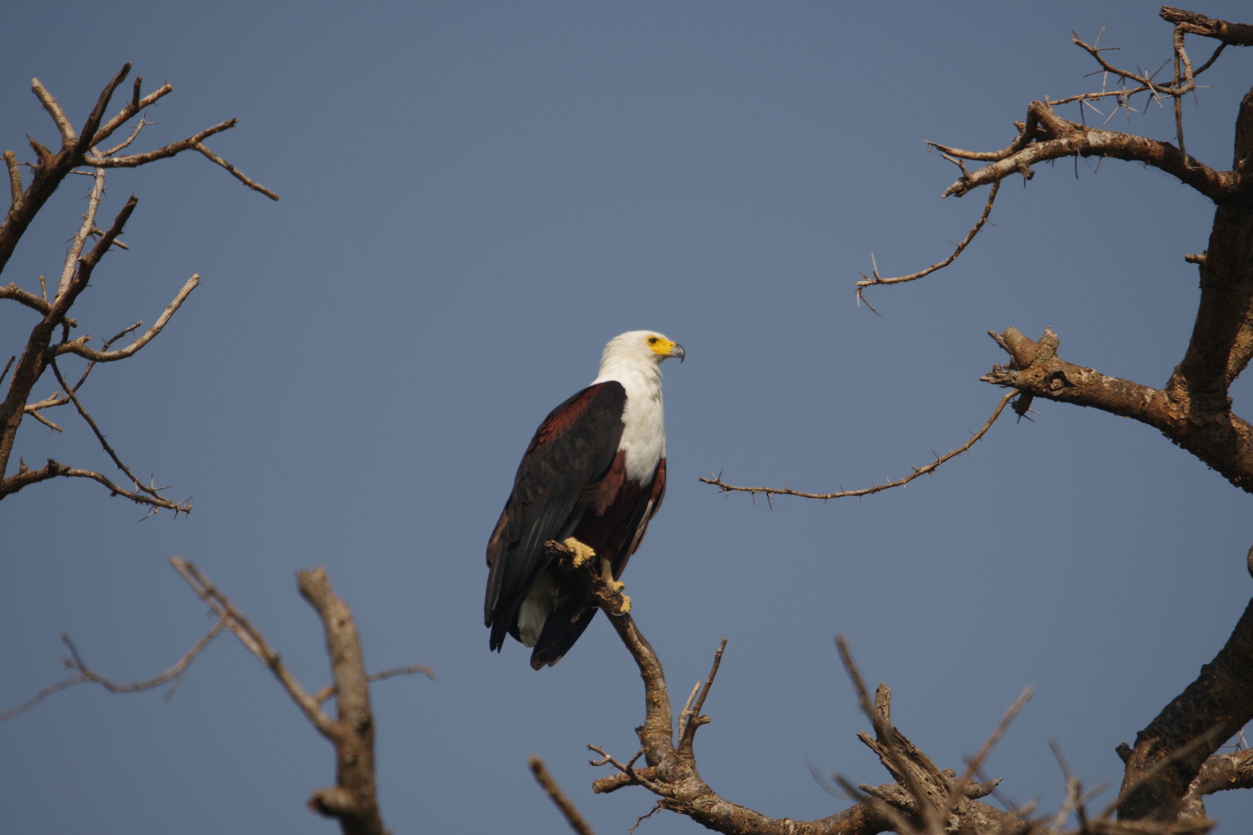 fish-eagle-serengeti-great-african-safari