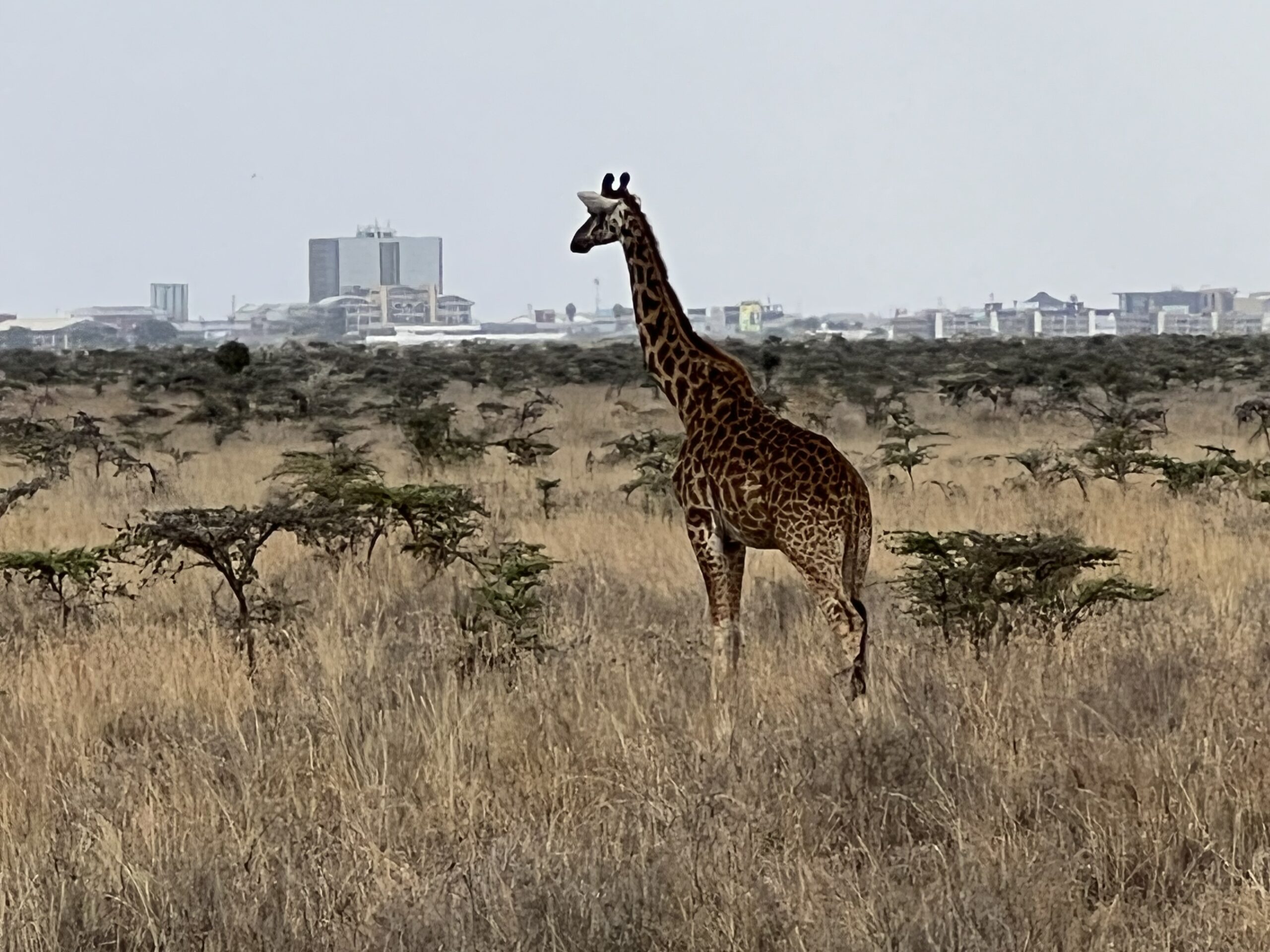 giraffe-kenya-skyline-nairobi-national-pary-great-african-safari