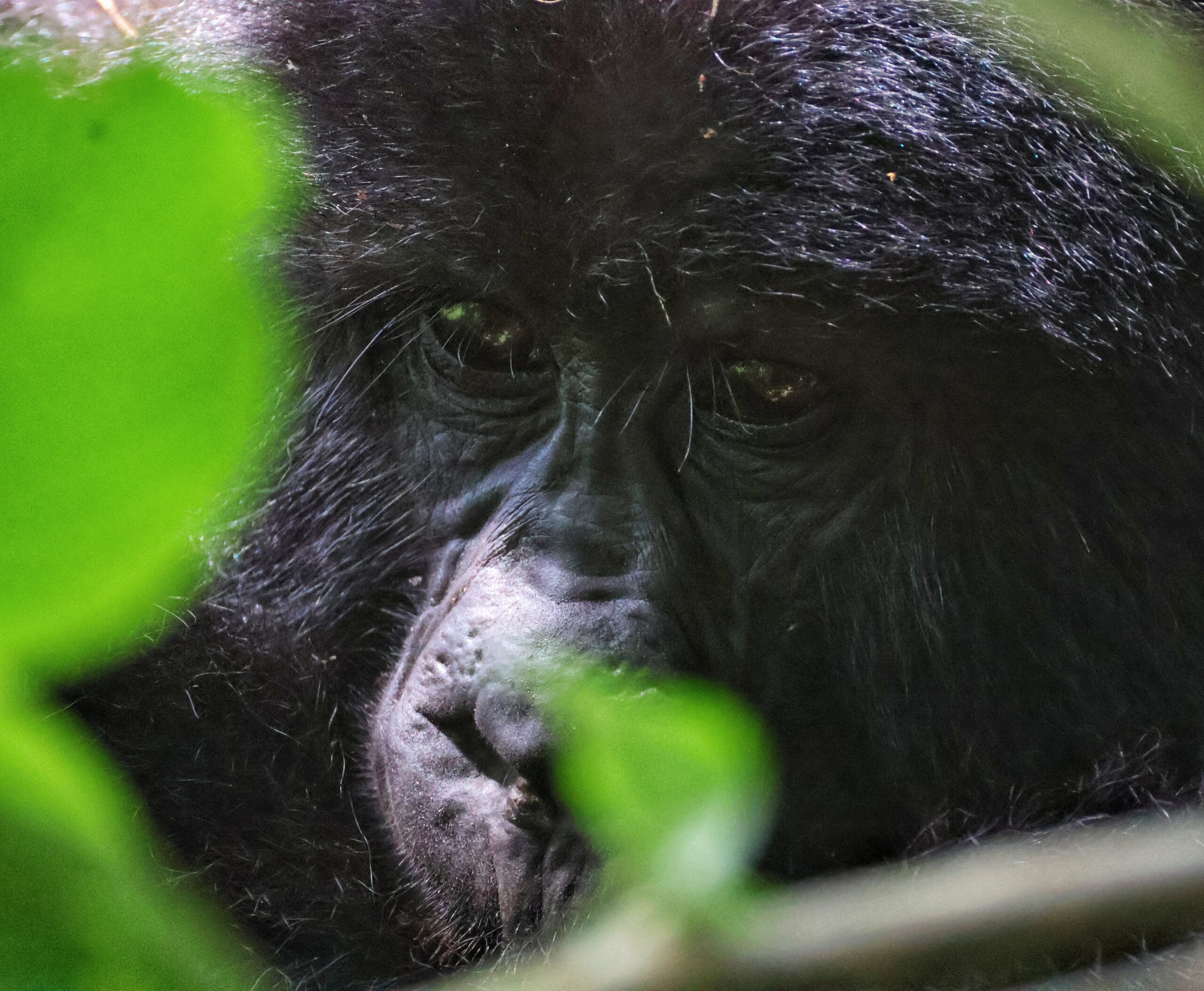 gorilla-bwindi-uganda-great-african-safari