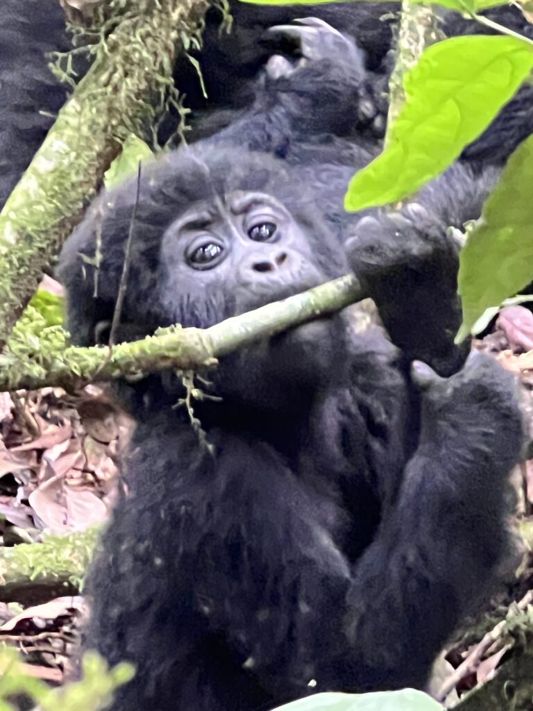Baby gorilla peering through forest branches