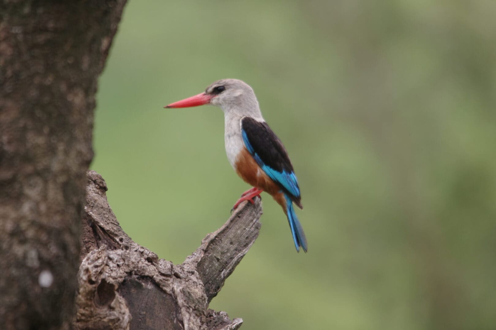 A Grey-headed Kingfisher perched on a branch during a wildlife safari with Great African Safari