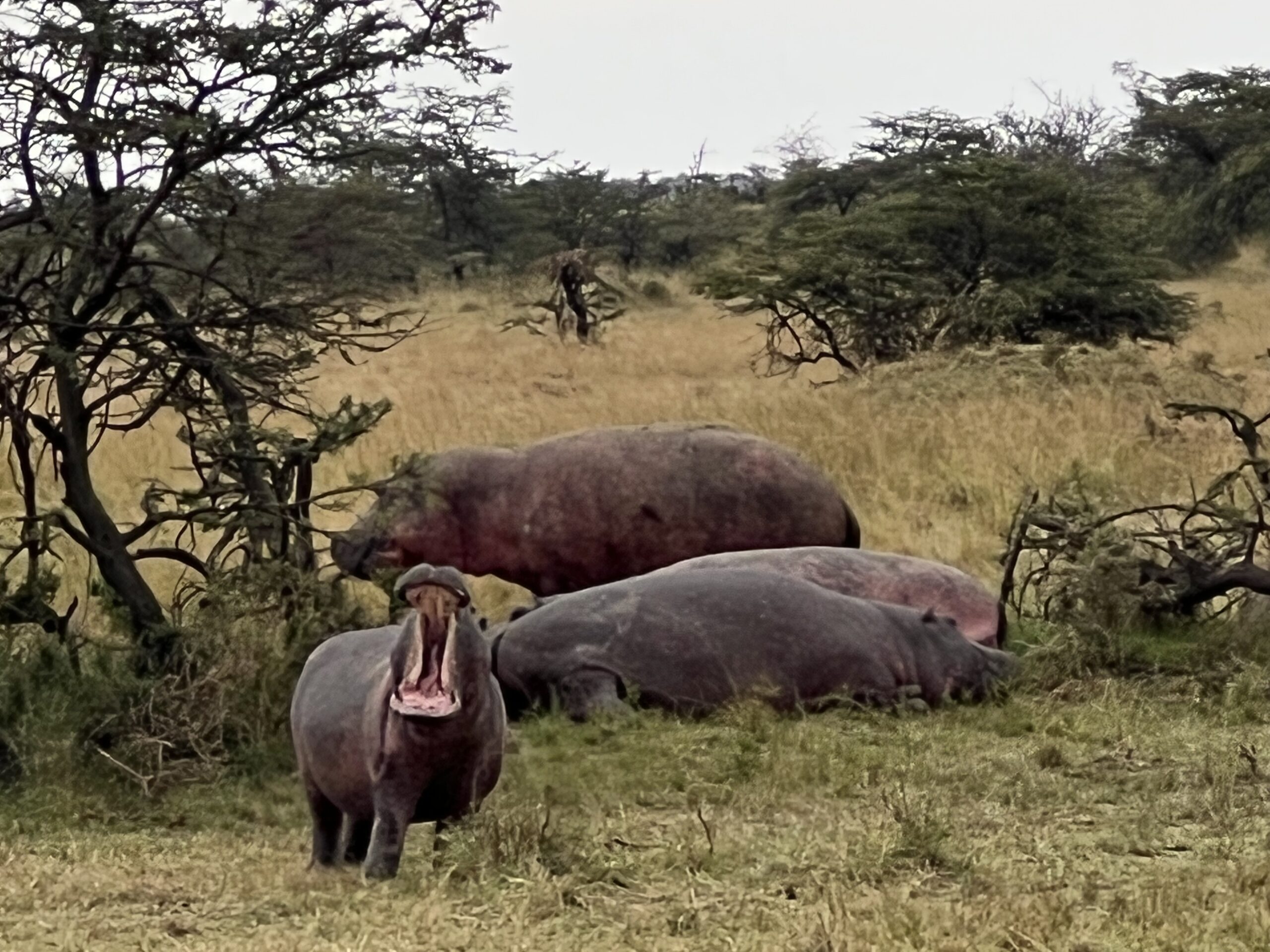 Hippo-great African safari-Tanzania