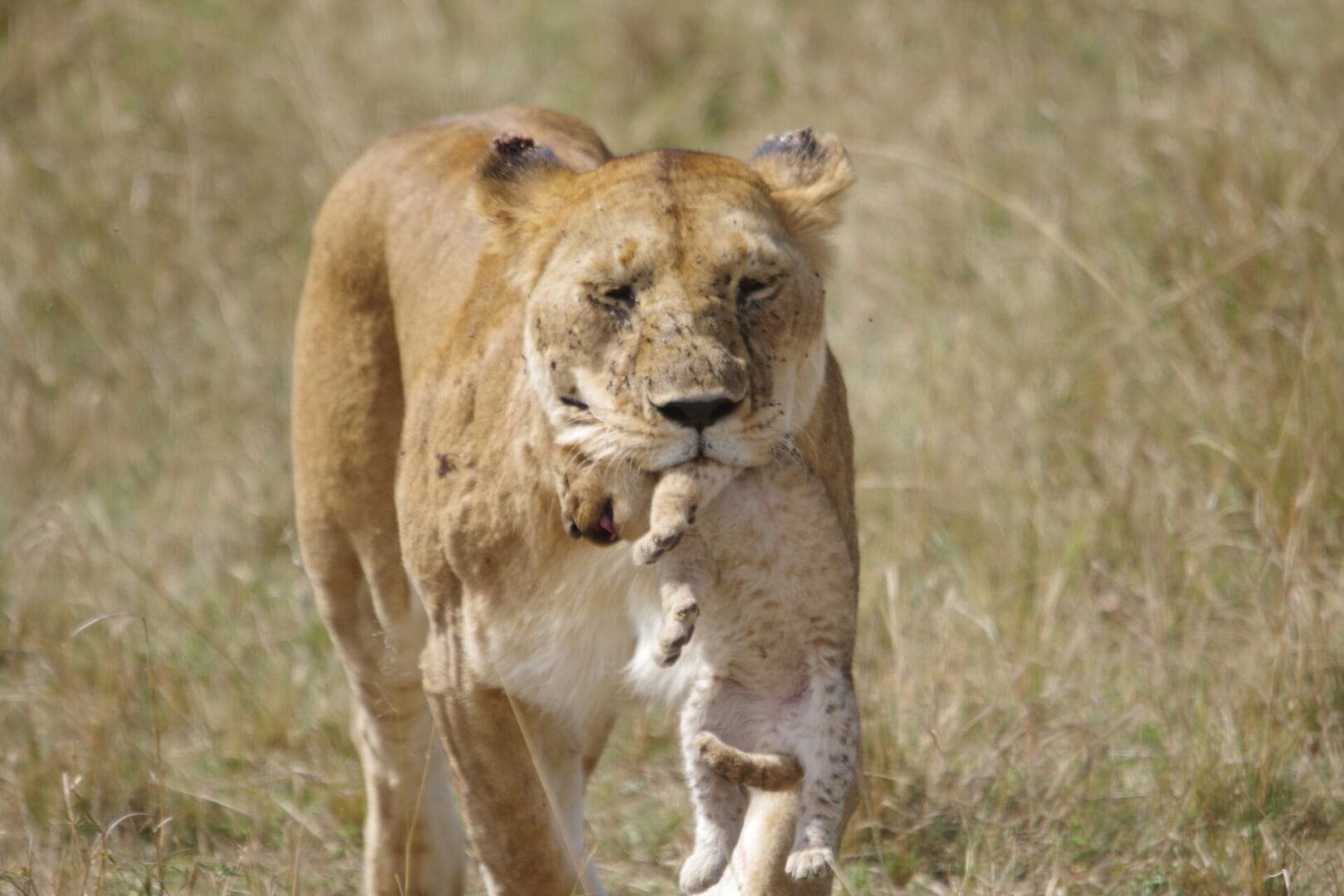 A mother lion gently carrying her newborn cub in her mouth to a new den during a wildlife safari with Great African Safari