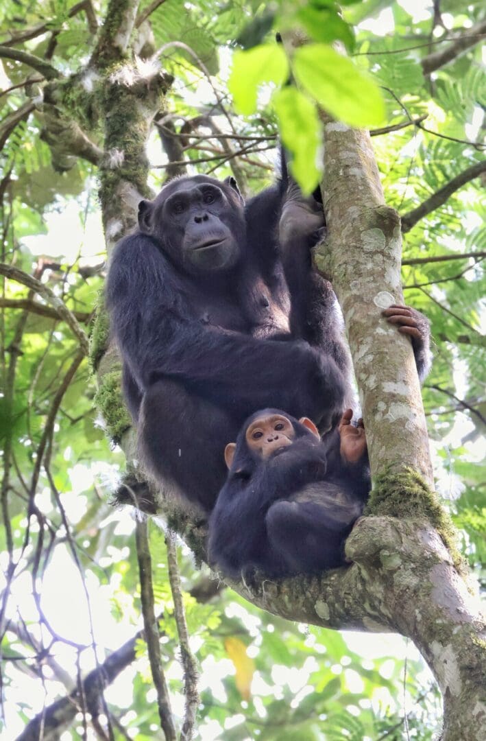 A mother chimpanzee with her baby perched in a tree in Kibale National Park, Uganda during a wildlife safari with Great African Safari
