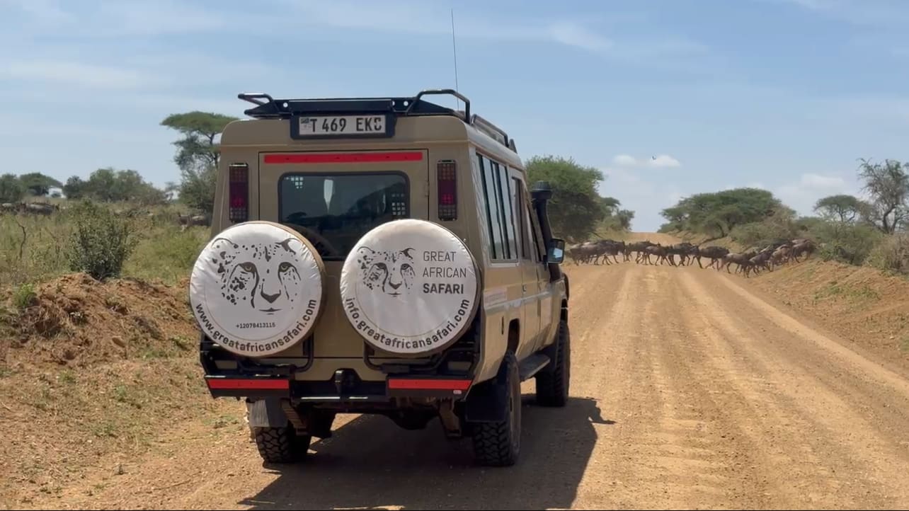 A Great African Safari vehicle watches the Great Wildebeest Migration crossing a road in the Serengeti during a wildlife safari