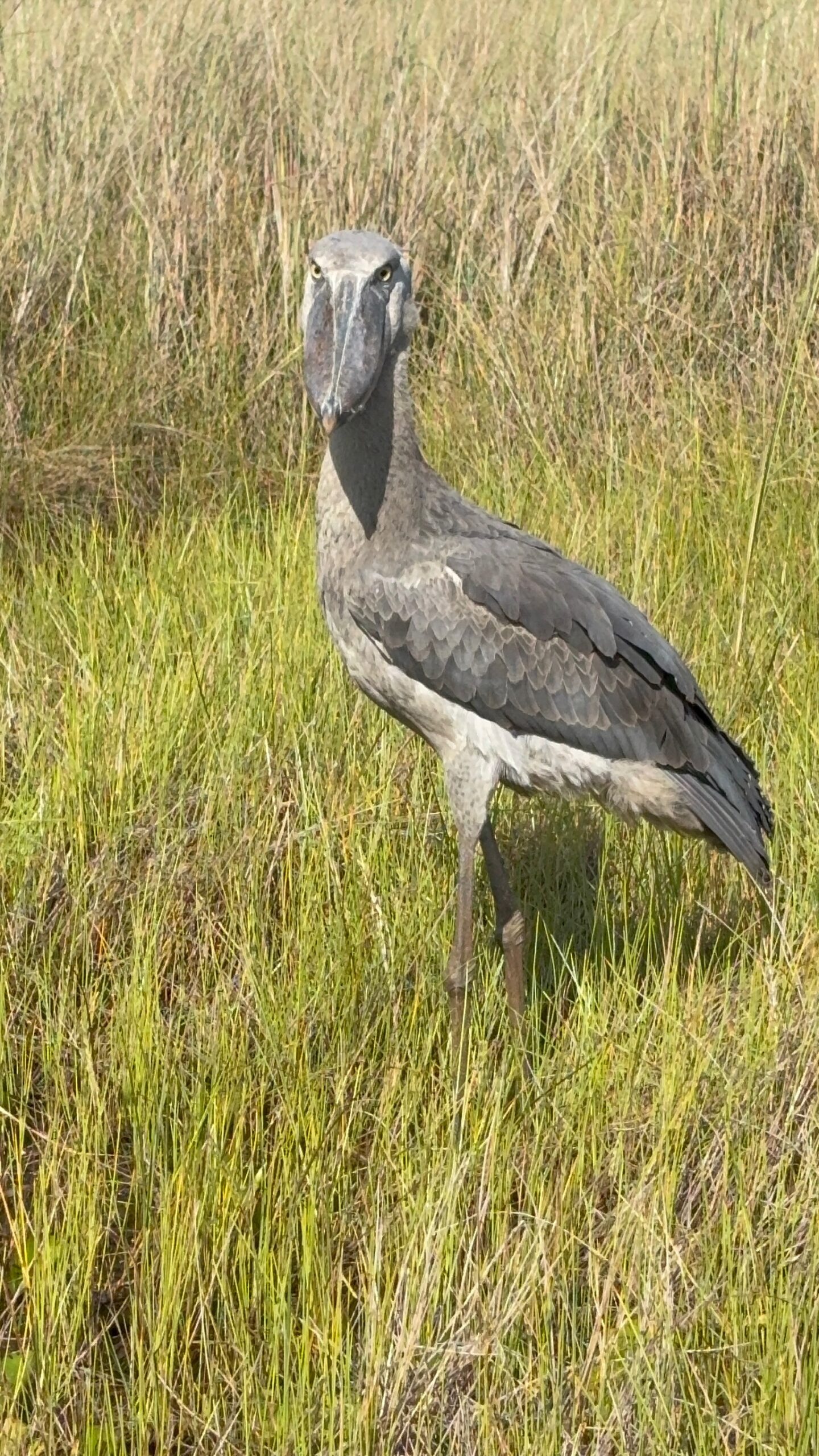 shoebill-hunting-mabamba-uganda-great-african-safari