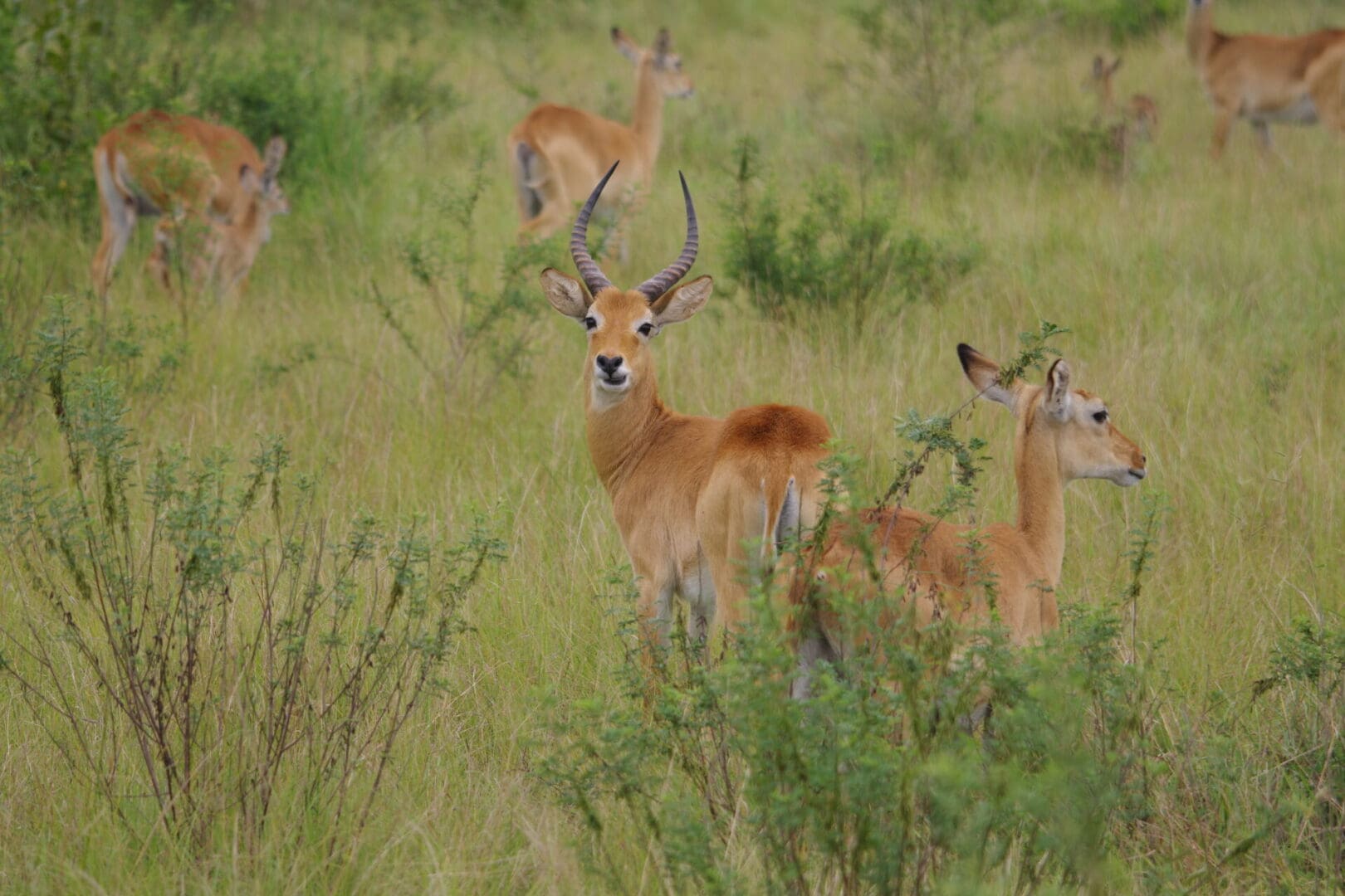 A Ugandan Kob grazing in the plains of Murchison Falls National Park, Uganda, an endemic species, during a wildlife safari with Great African Safari