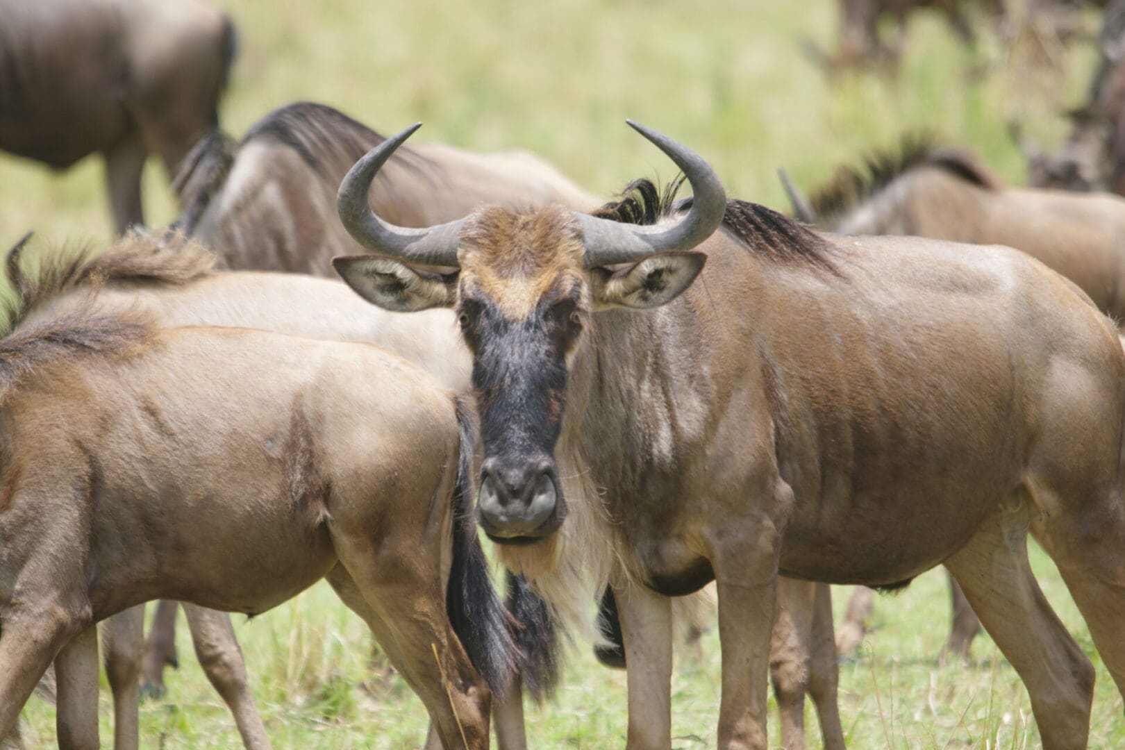 A wildebeest moves among the herd during the wildebeest migration in the Serengeti, Tanzania on a wildlife safari with Great African Safari
