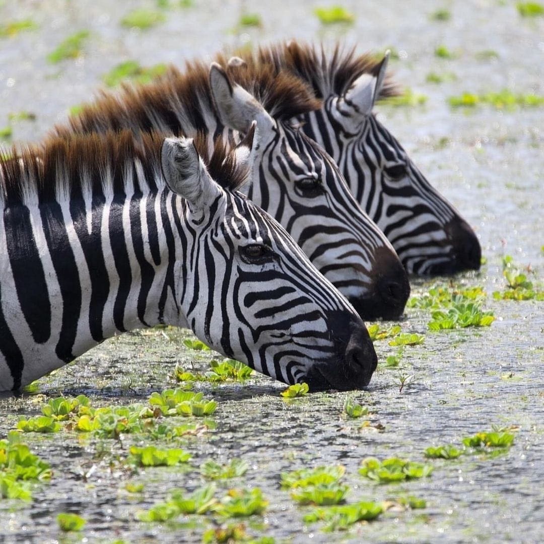 Three zebras grazing and drinking in a lake during a wildlife safari with Great African Safari