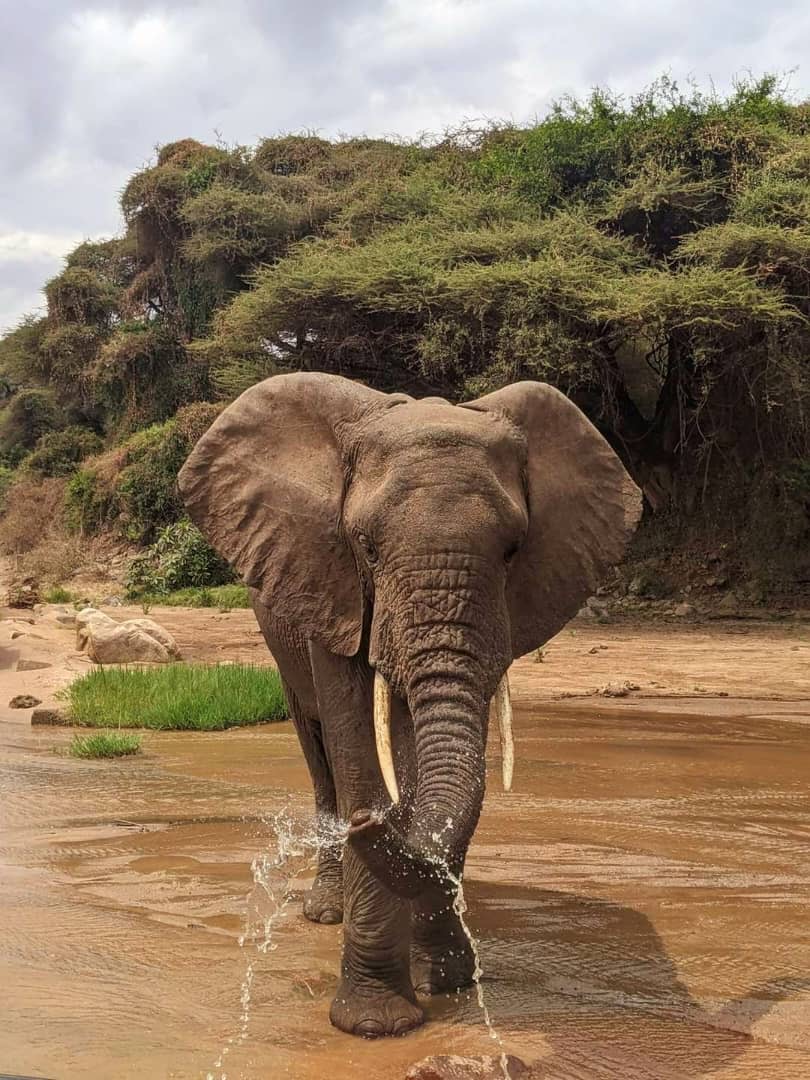 Elephant-tarangire national park-tanzania-great african safari