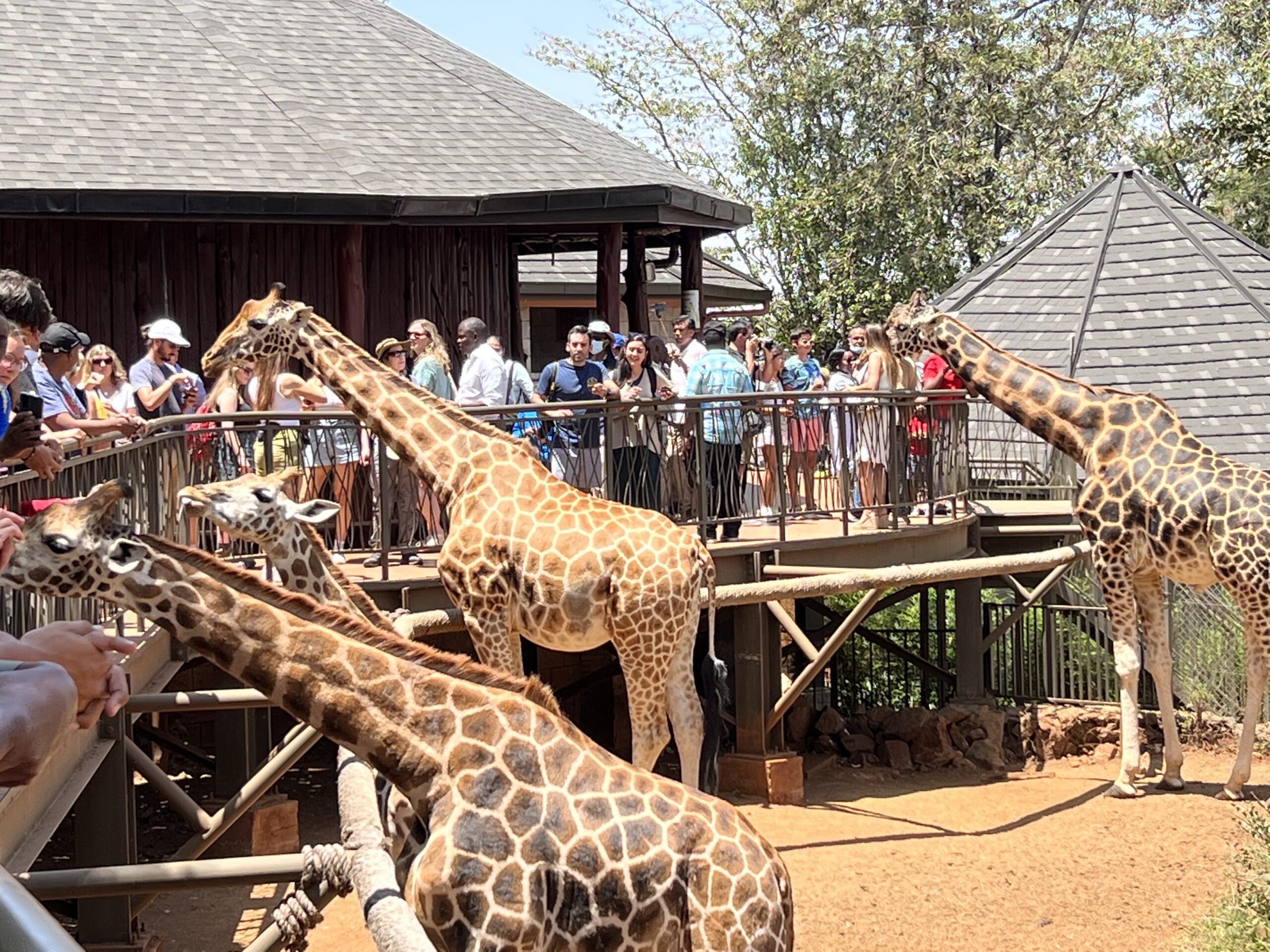 Giraffe center, Kenya , Great African Safari