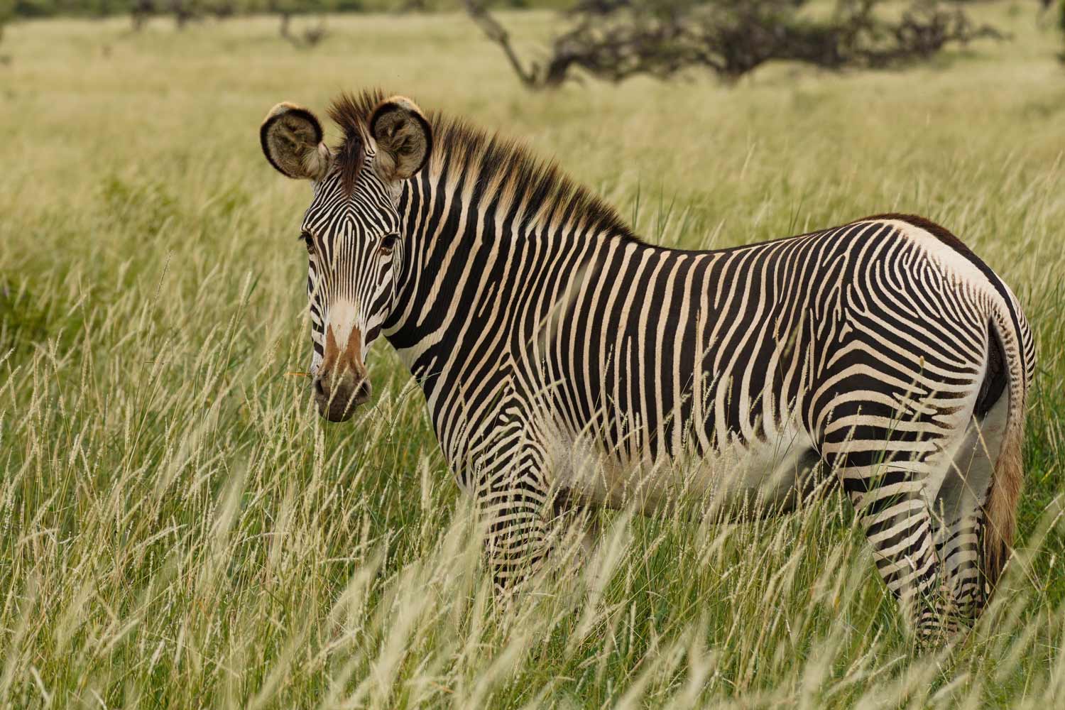 Grevys-Zebra-Kenya-