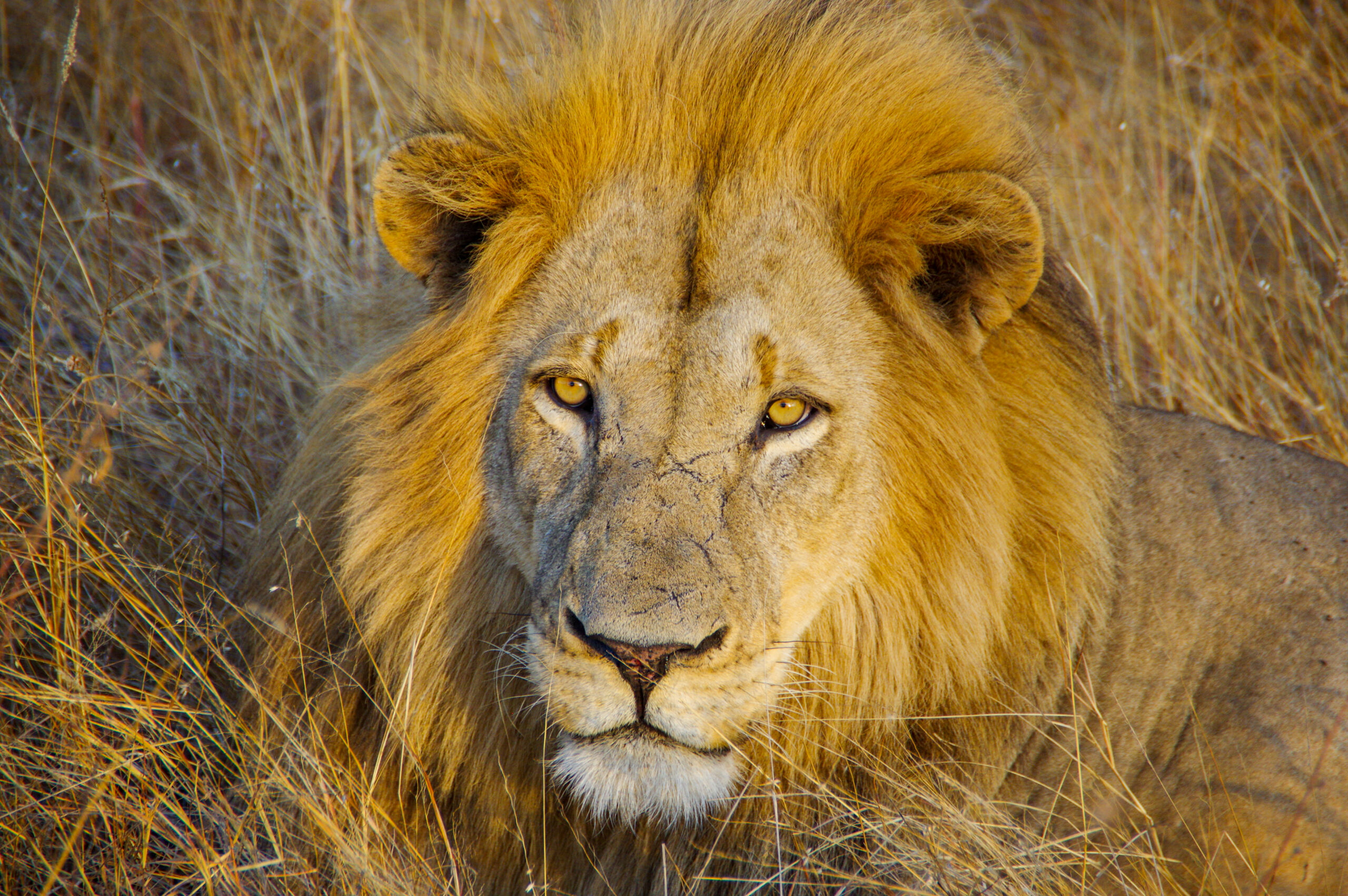 Lion | Great African Safari | Serengeti | Tanzania