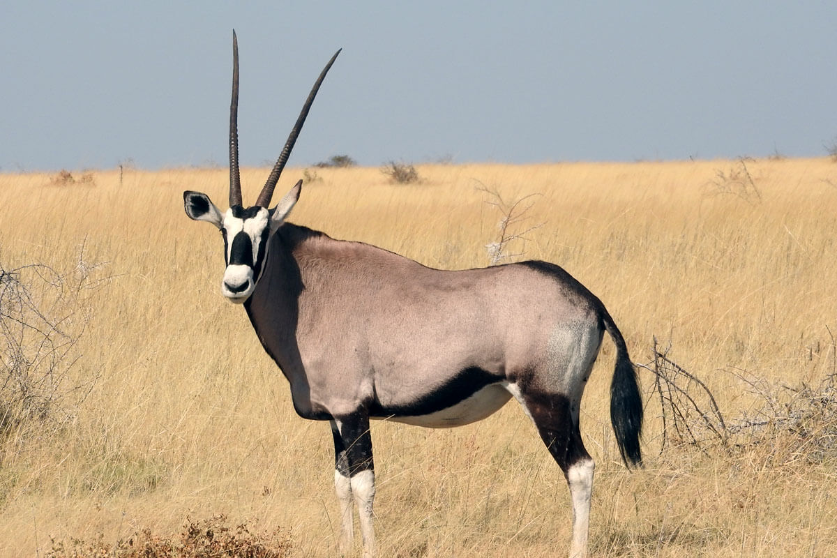 beisa-oryx | Great African safari
