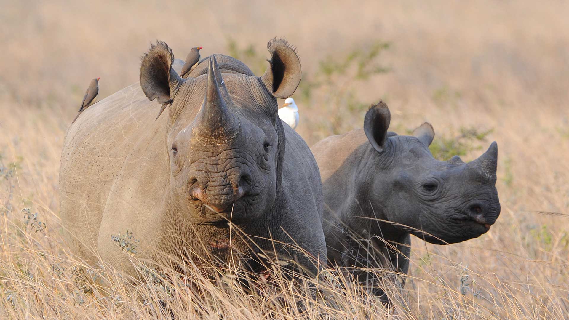 black-rhino-calf-tanzania