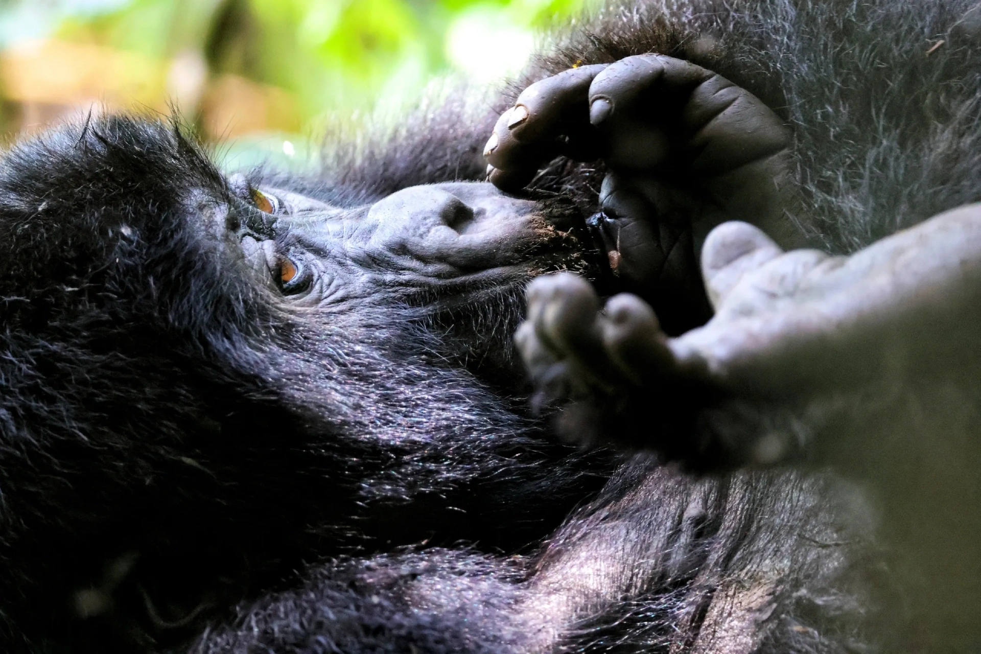 gorilla-thumb-bwindi-uganda-great-african-safa (1)