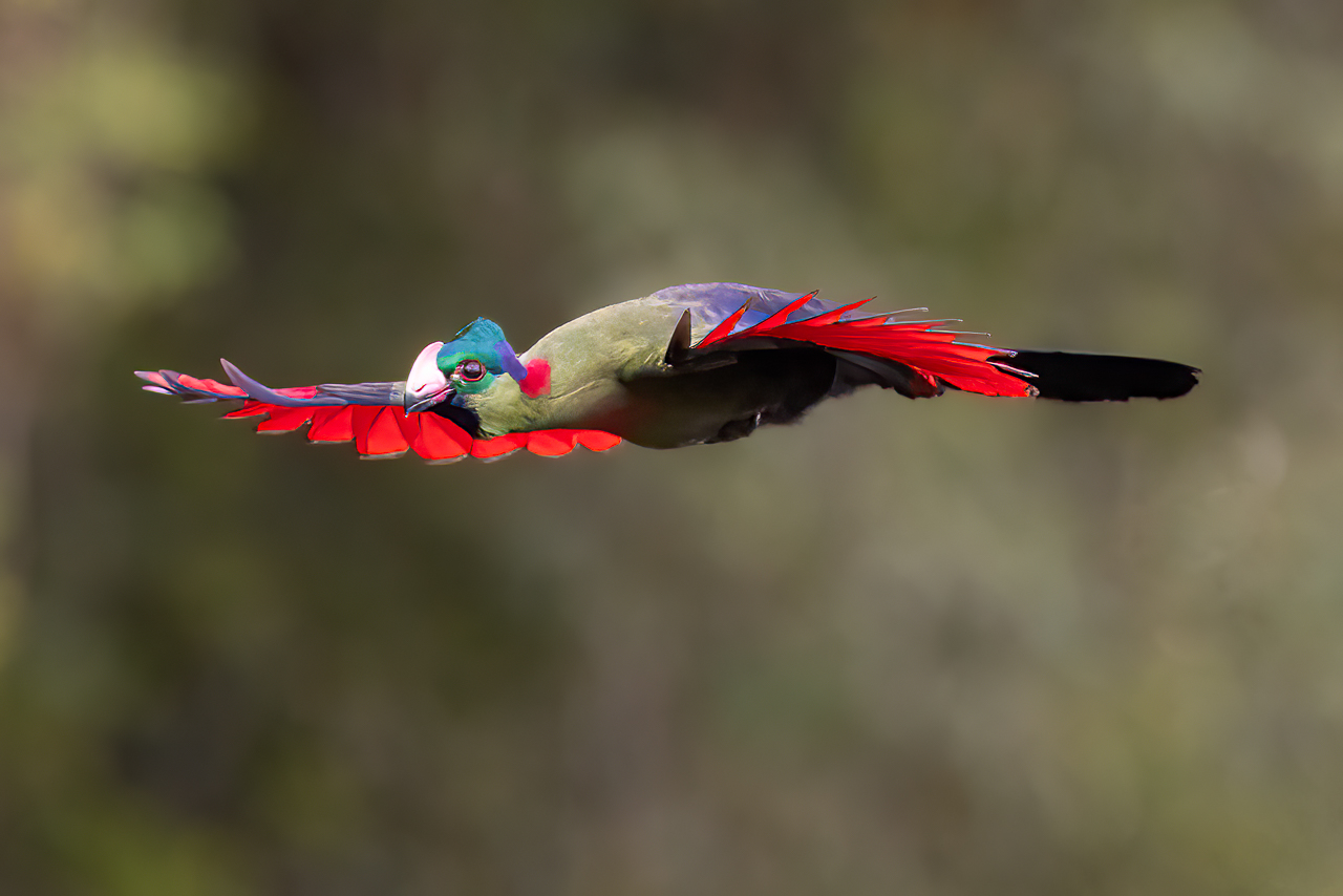 rwenzori turaco, great african safari, rwanda
