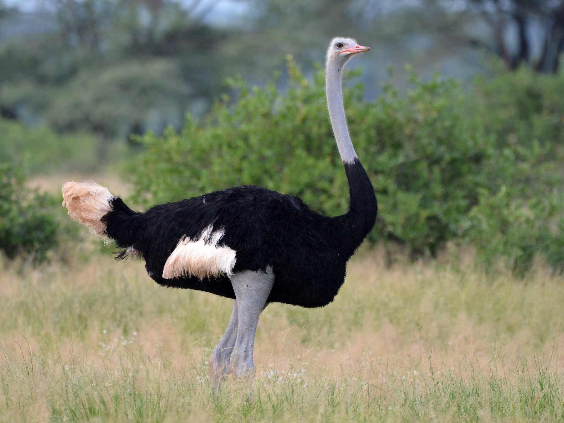 somali ostrich - kenya