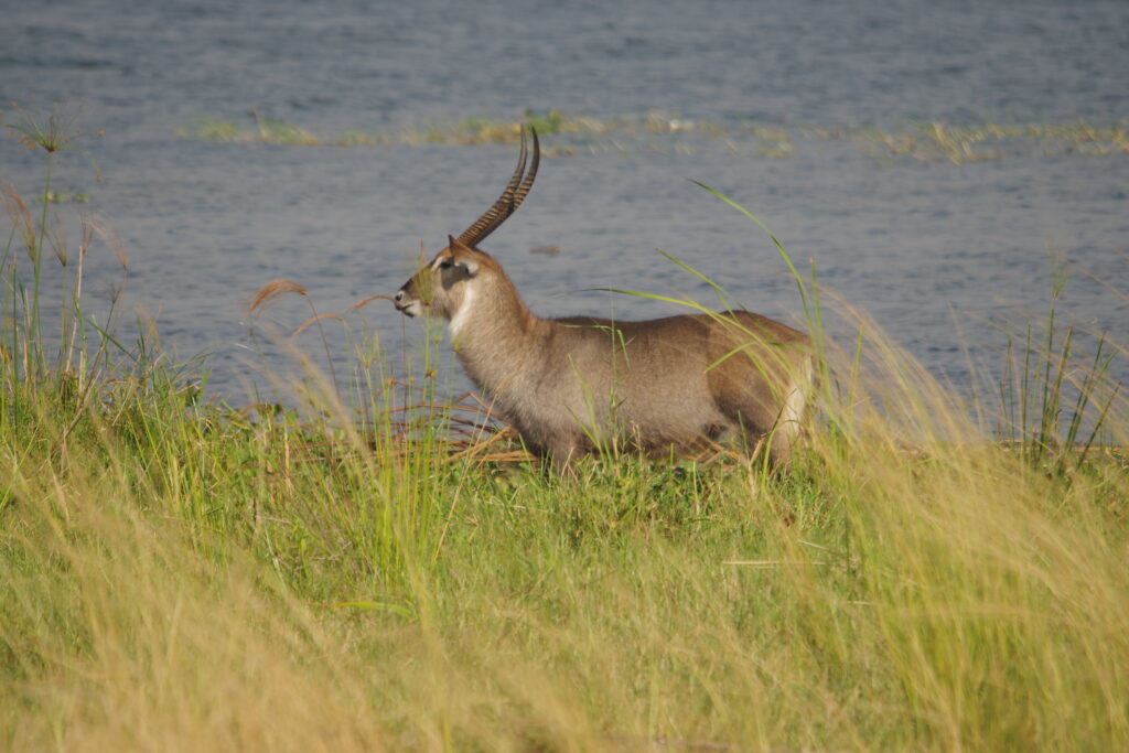 Waterbuck, Great African Safari, Uganda